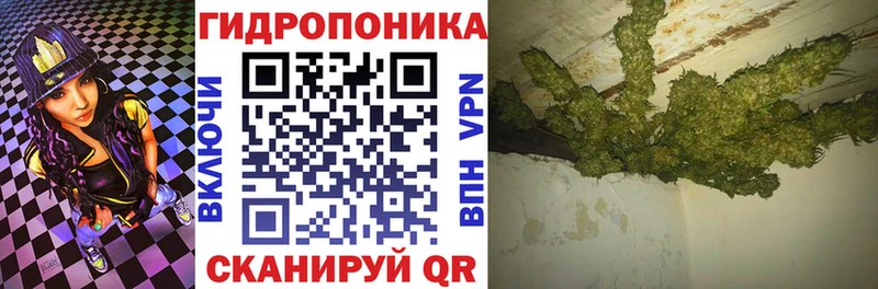 Канабис планчик  Нурлат 